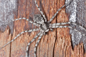 Running crab spider on wood, macro photo