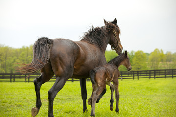 Obraz premium Mare & foal