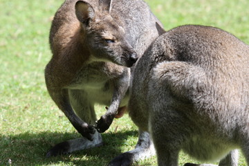 Bennett Wallaby, Kangaroo