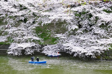 Obraz na płótnie Canvas Sakura blossom by boat