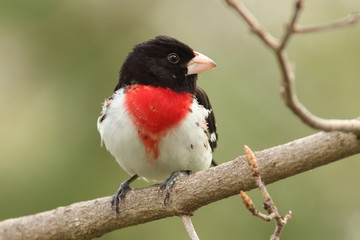 Male Rose-breasted Grosbeak (Pheucticus ludovicianus)