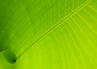 Banana Leaf - 32116526