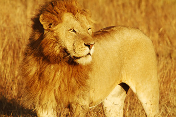Lion on the Masai Mara in Kenya