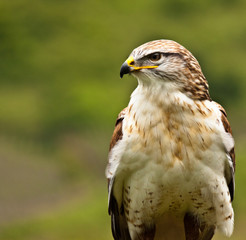 Königsrauhfussbussard