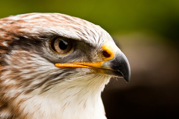Naklejka premium Königsrauhfussbussard