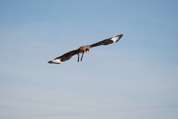 Obraz premium rapace