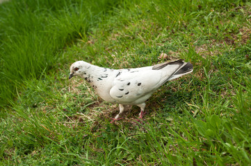 white pigeon on a green grass
