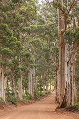 Road through Karri trees - native Australian flora