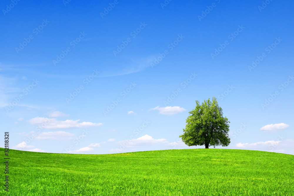 Wall mural Tree on green field