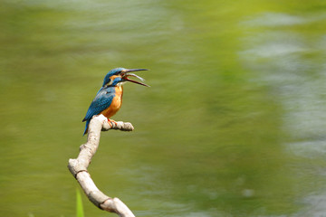 魚を飲み込むカワセミ