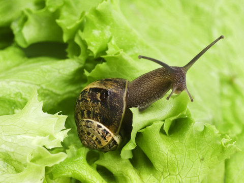 Lumaca su insalata freschissima