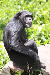 chimpanzé portrait cameroun