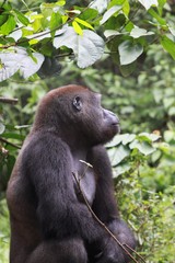 gorille de plaine cameroun