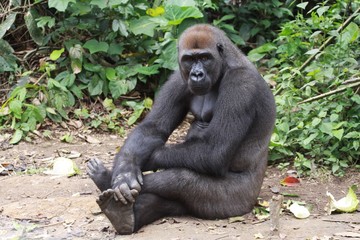 gorille de plaine assis comme un humain cameroun