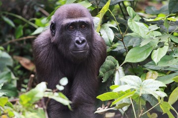 jeune gorille dans la jungle cameroun