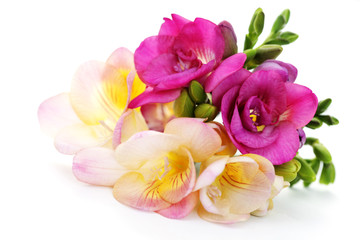 freesia flowers - 32122706