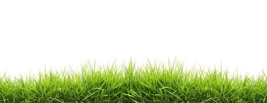 Fototapeta świeża wiosenna zielona trawa