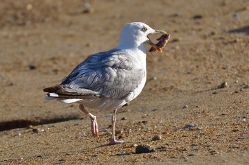 goéland