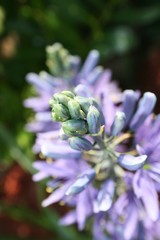 Flora
