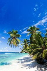 seychelles plage cocotier - obrazy, fototapety, plakaty