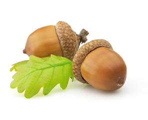 Dried acorns with leaves © Dionisvera