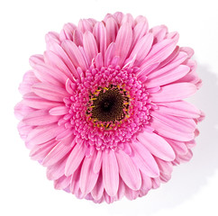 rosa Gerbera