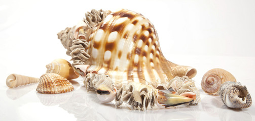 MODESCHMUCK AUS MUSCHELN Photo © Herby Meseritsch