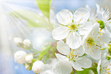 Fototapeta na wymiar Flowering cherry