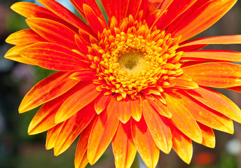 gerbera orange