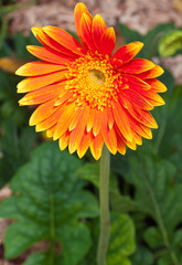 fleur orange de gerbera