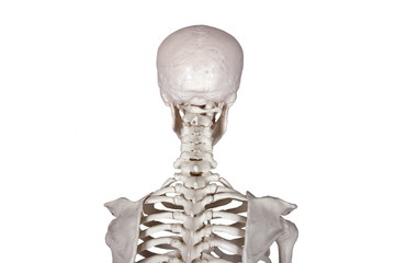 back of the head- white backround