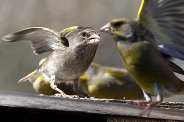 Greenfinch - cockerel