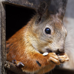 Squirrel peeps from birdhouse - portrait close up