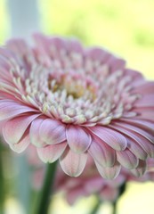 Gerbera