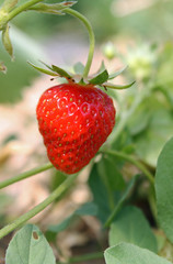 Bioerdbeeren I