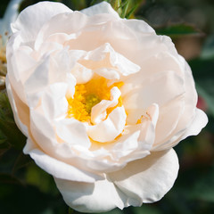 rose alba maxima