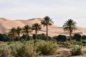 Fototapeta na wymiar The Great Dune, Erg Chebbi, Merzouga, Morocco, Africa