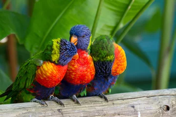 Zelfklevend Fotobehang Veelkleurige papegaaien, zwanenlori& 39 s, Guadeloupe © Sébastien Closs