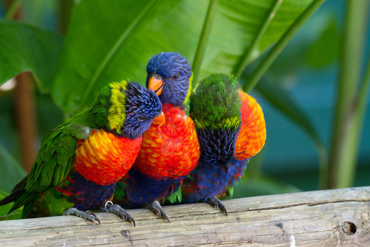 Perroquets multicolores, loris de swanson, Guadeloupe