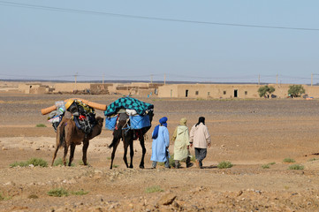 Dromedary at Merzouga, Morocco, Africa - 32130589