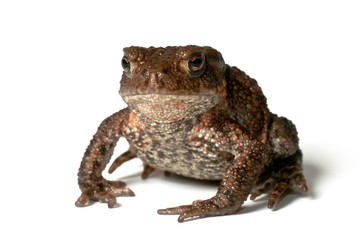 Small common toad on white background facing the photographer