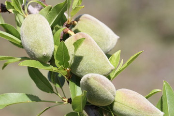 Amandes vertes