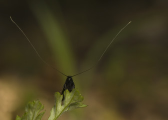 Adela reamurella
