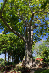 Fototapeta na wymiar Drzewo Majestueux, ogród tropikalny, Gwadelupa