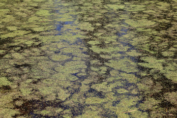 Pond covered with duckweed