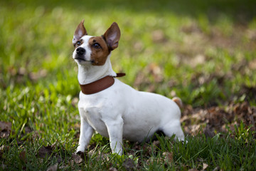 jack russel terrier
