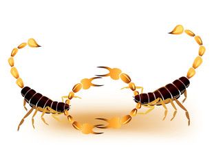 Abstract scorpions fighting on a white background