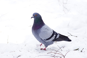 pigeon