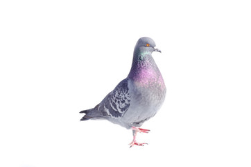 pigeon