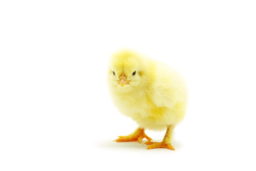 Obraz premium chicken